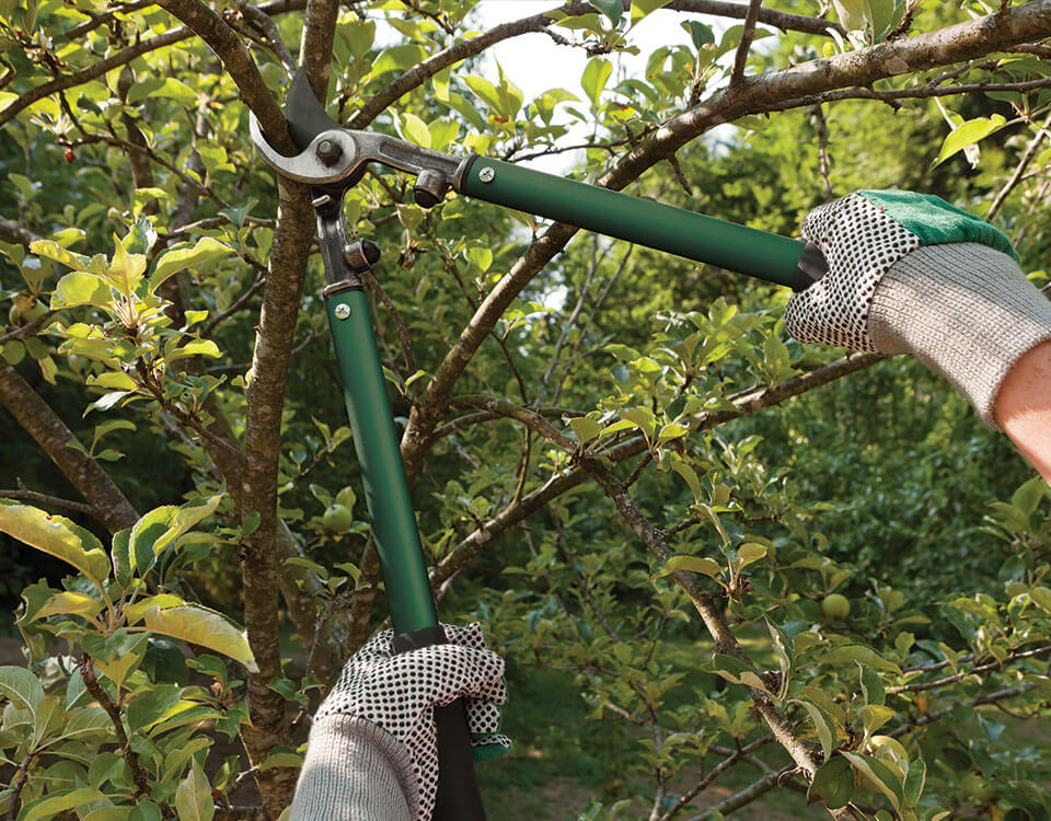 FG's Tree Service Tree Cutting