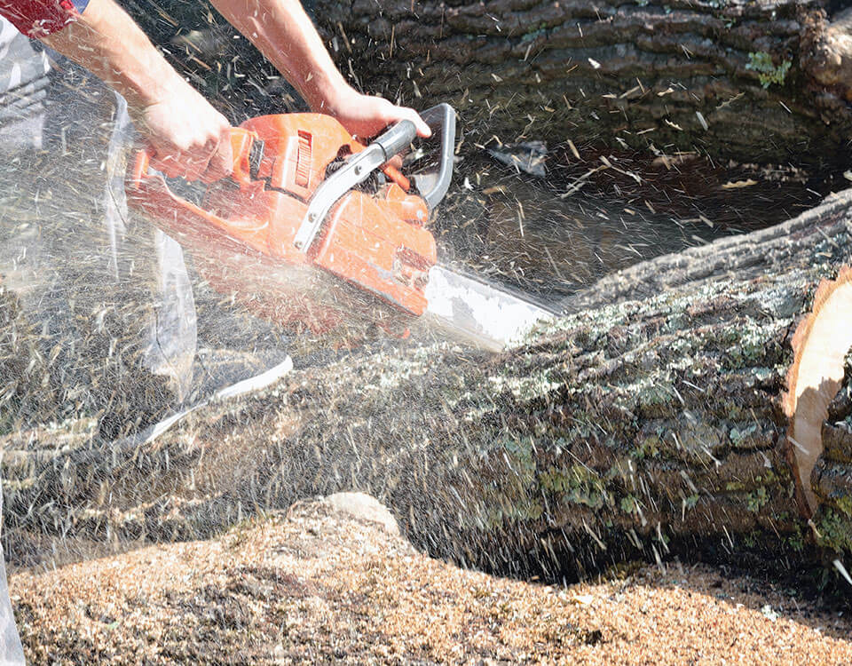 FG's Tree Service Arborist